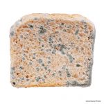 Photo of mouldy bread