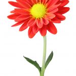 Photo of red flower