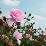 Photo of pink roses