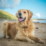 Photo of golden retriever lying on beach