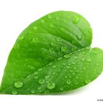 Photo of leaf with water droplets