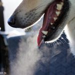 Close-up photo of dog's mouth