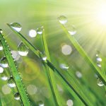 Photo of dew on blades of grass