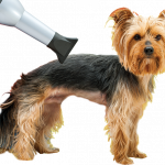 Photo of dog being dried by hair dryer