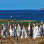 Photo of cod drying on lines outdoors