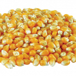 Photo of corn kernels