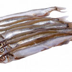 Photo of capelin fish