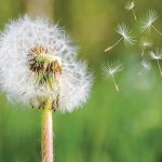 Photo of dandelion with seeds blowing away